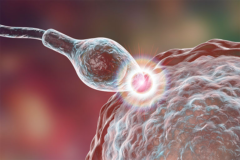 where-does-fertilization-occur