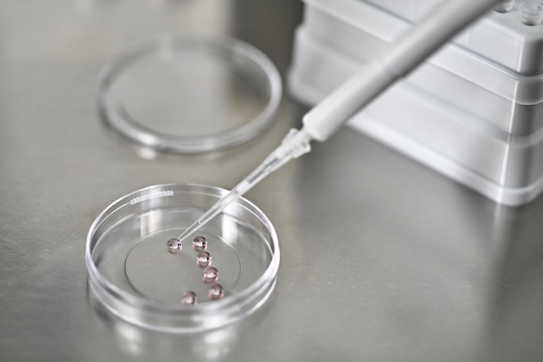 Can Immature Egg Cells Be Fertilized? Exploring The Possibilities